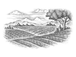 tomato fields bw